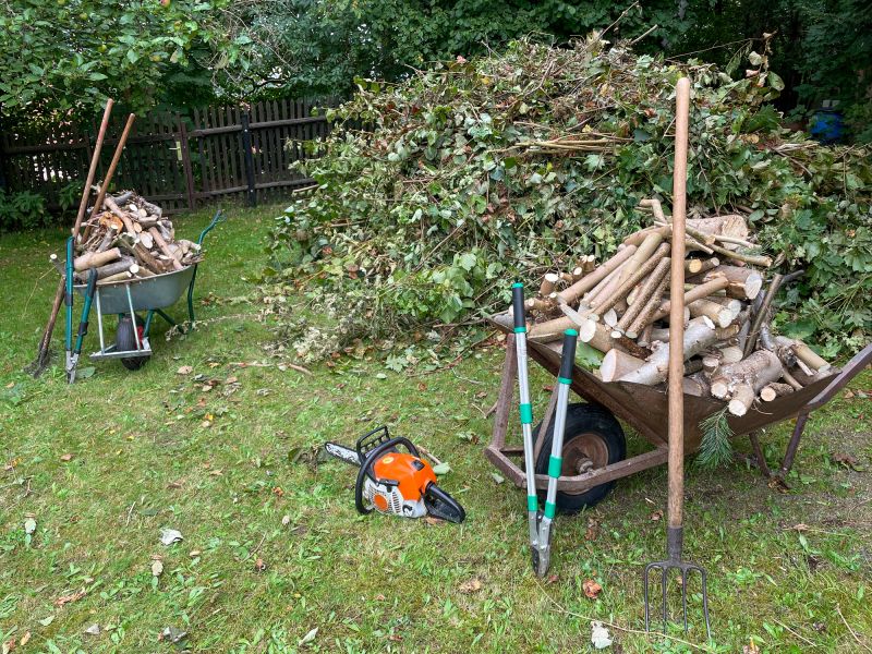Birch Tree Removal