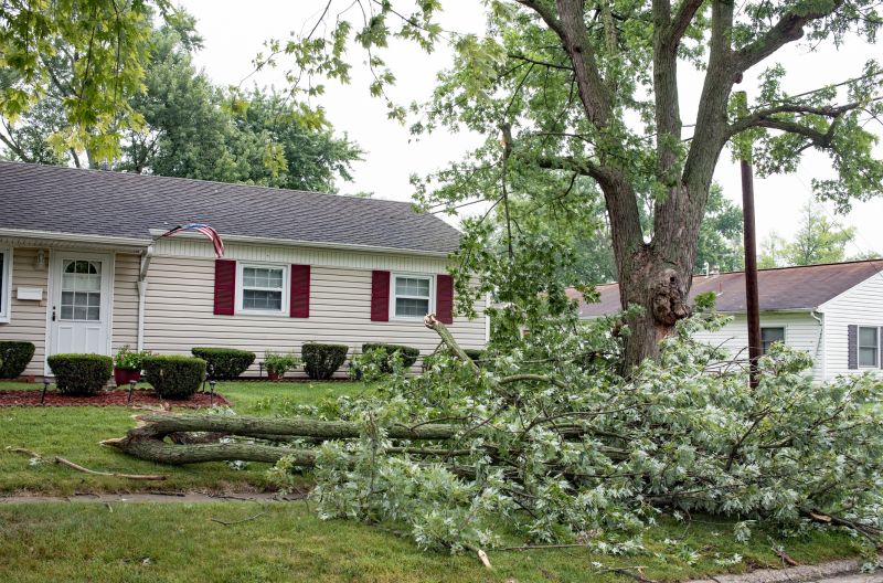 Fallen Tree on Sidewalk