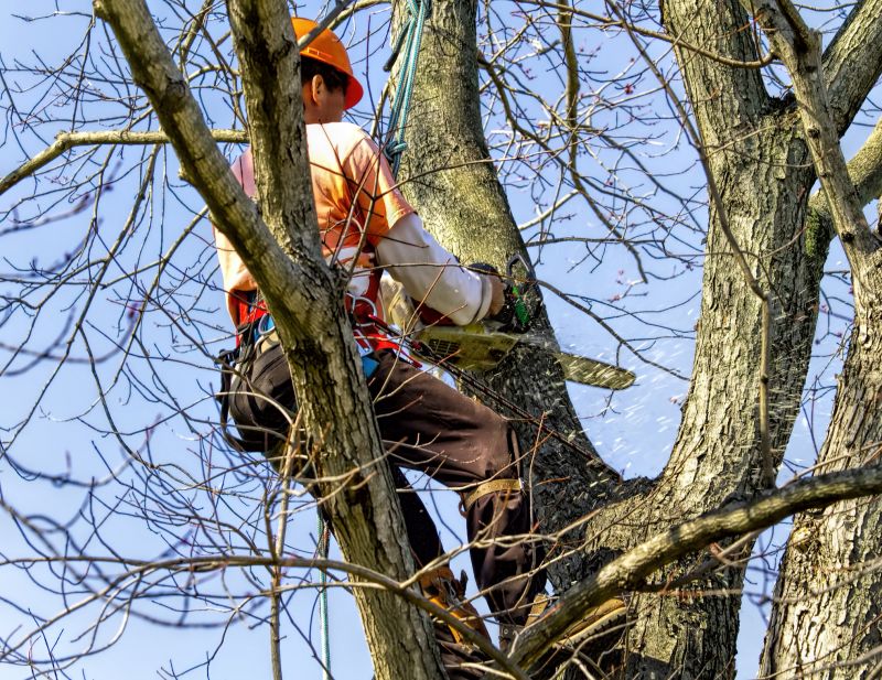 Seasonal Tree Removal Benefits