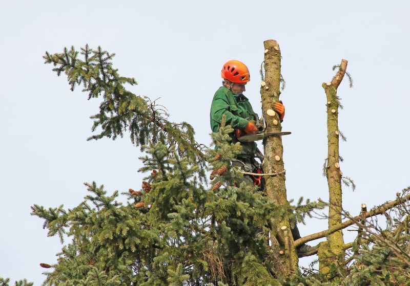 Safe Tree Felling