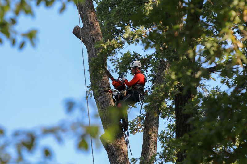 Skilled Arborists at Work
