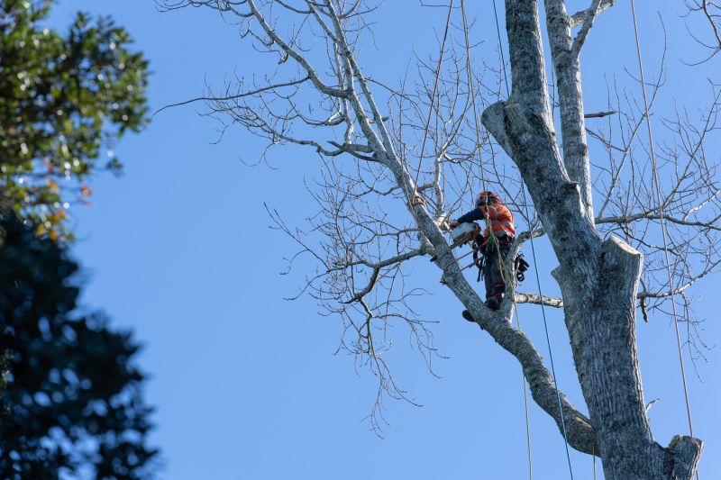 Tree Climbing and Cutting