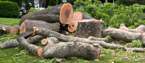 Large Tree Removal in Daytona Beach