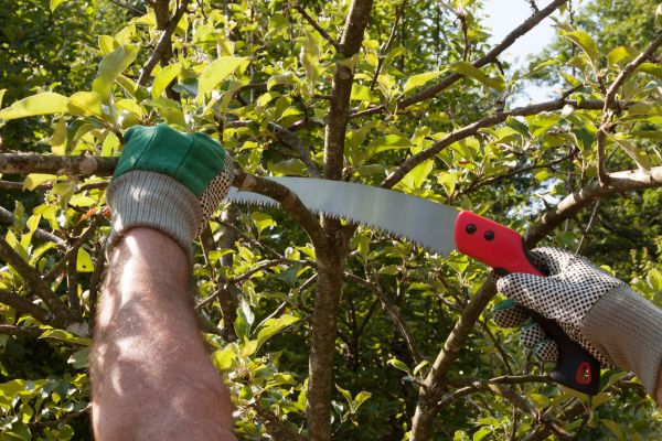 Small Tree Removal in Daytona Beach