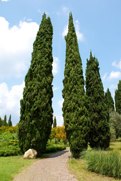 Cypress Tree Removal in Daytona Beach