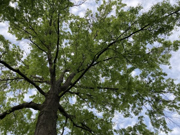 Oak Tree Removal in Daytona Beach