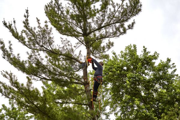Pine Tree Removal in Daytona Beach