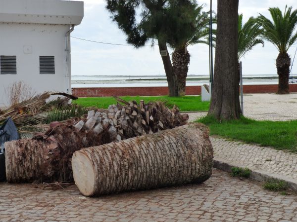 Palm Trees Removal in Daytona Beach