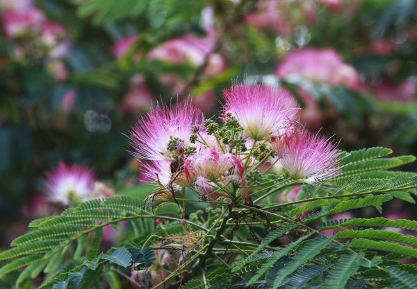 Mimosa Tree Removal in Daytona Beach