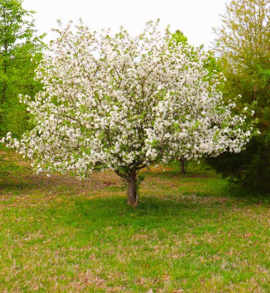 Dogwood Tree Removal in Daytona Beach
