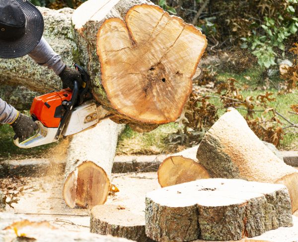 Tree Removal Service in Daytona Beach