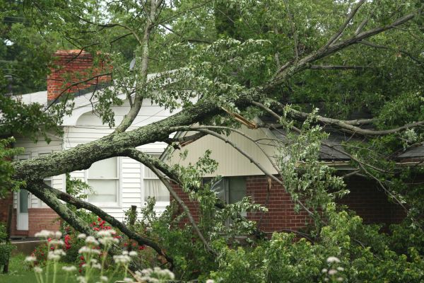 Emergency Tree Removal in Daytona Beach
