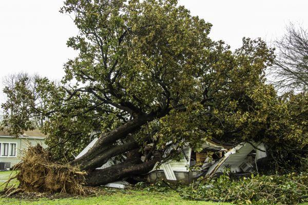 Fallen Tree Removal in Daytona Beach