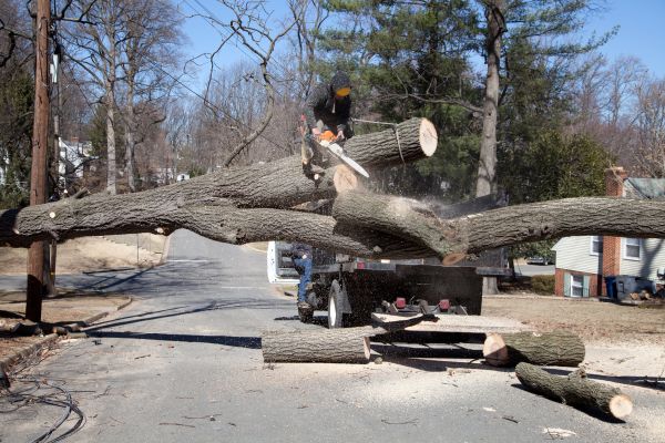 Residential Tree Removal in Daytona Beach