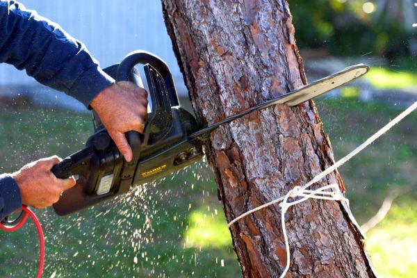 Dead Tree Removal in Daytona Beach